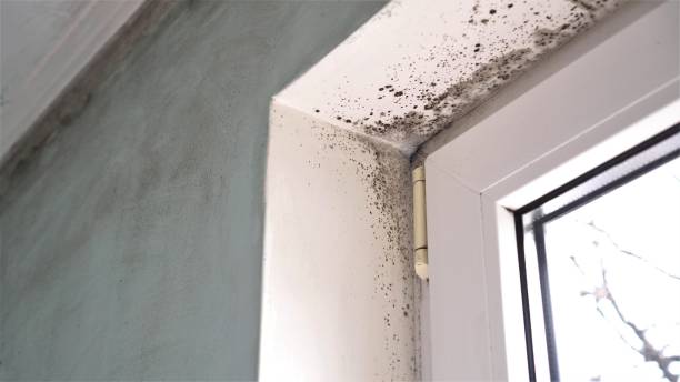 Best Home Mold Removal  in Doral, FL