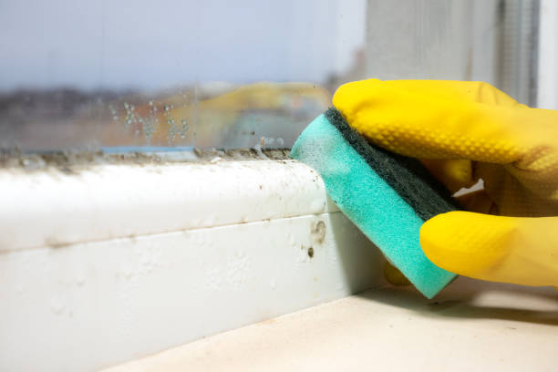 Best Residential Mold Removal  in Doral, FL