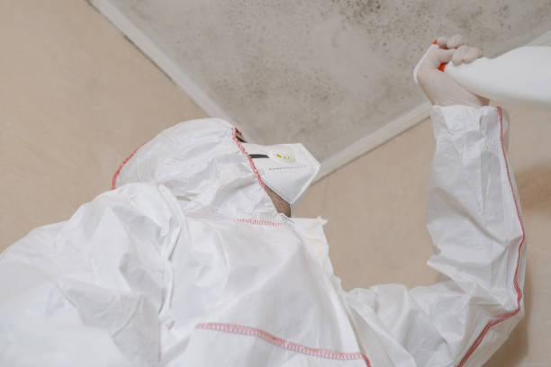 Best Mold Damage Repair  in Doral, FL