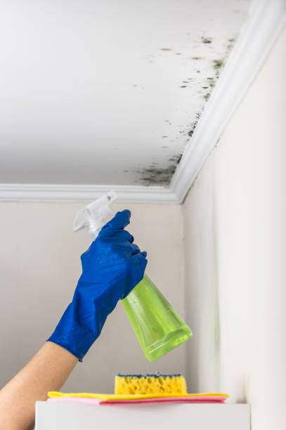 Office Mold Removal Services in Doral, FL
